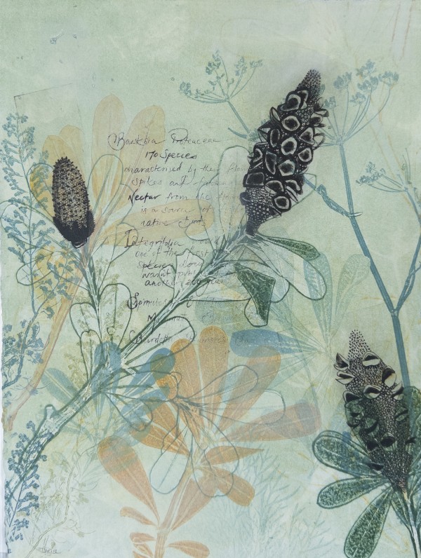Banksias in the Spring (with Text) by Trudy Rice