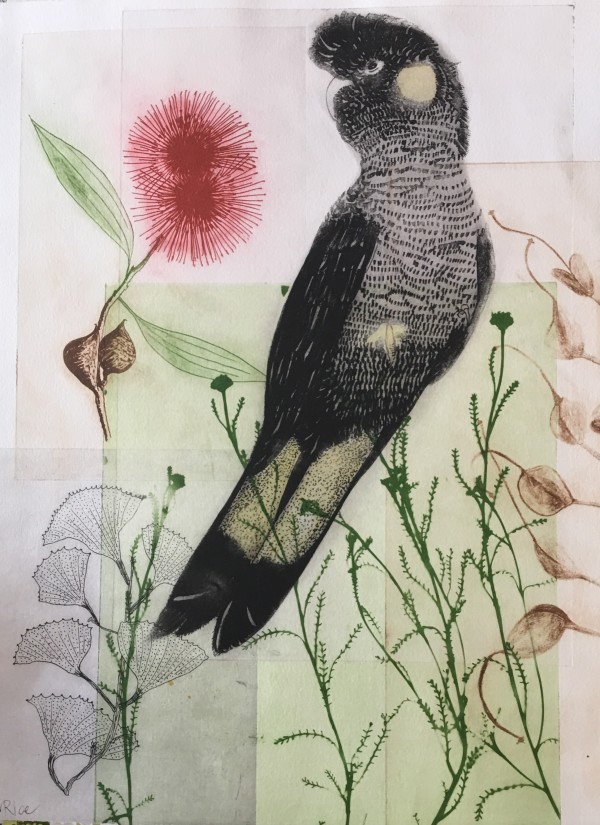 Black Cockatoo & Hakea III by Trudy Rice