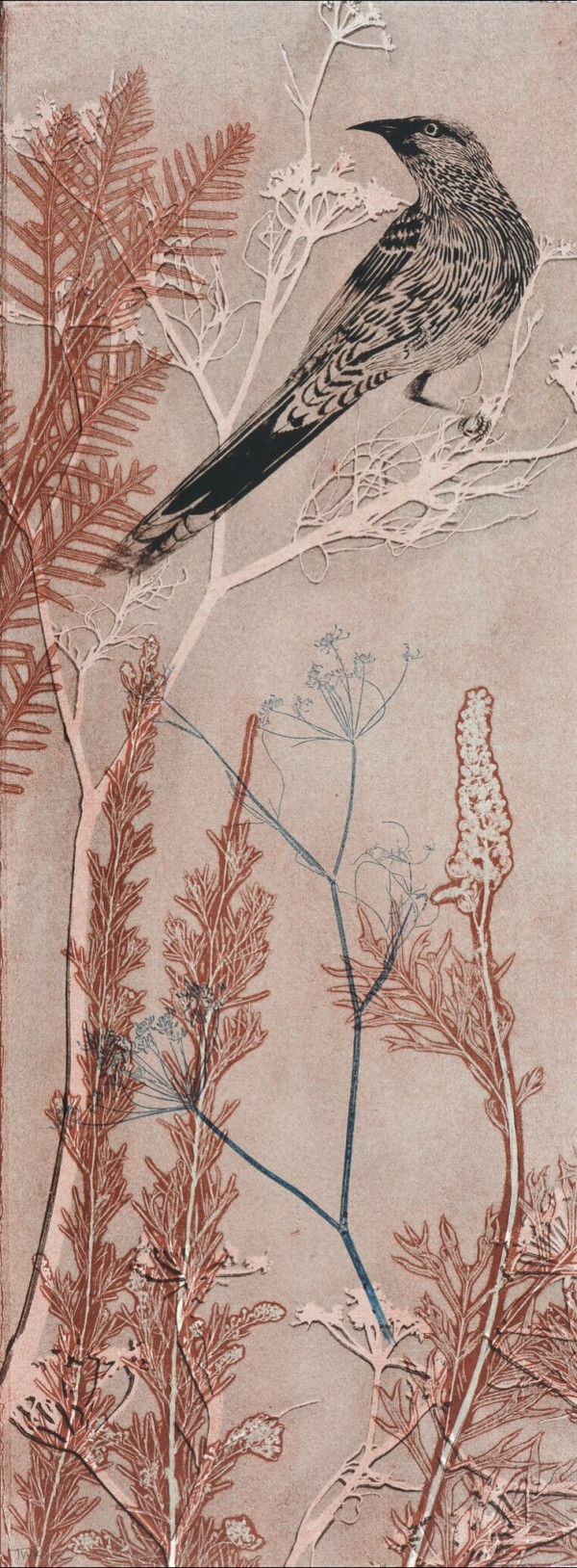 The wattle bird listening to the sounds of the dawn by Trudy Rice