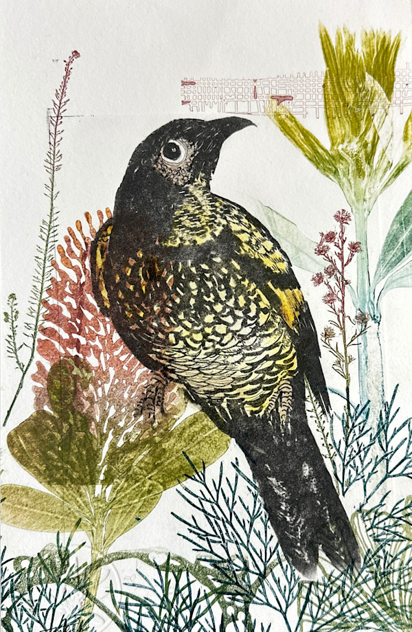Glorious Regent Honeyeater (unframed) by Trudy Rice