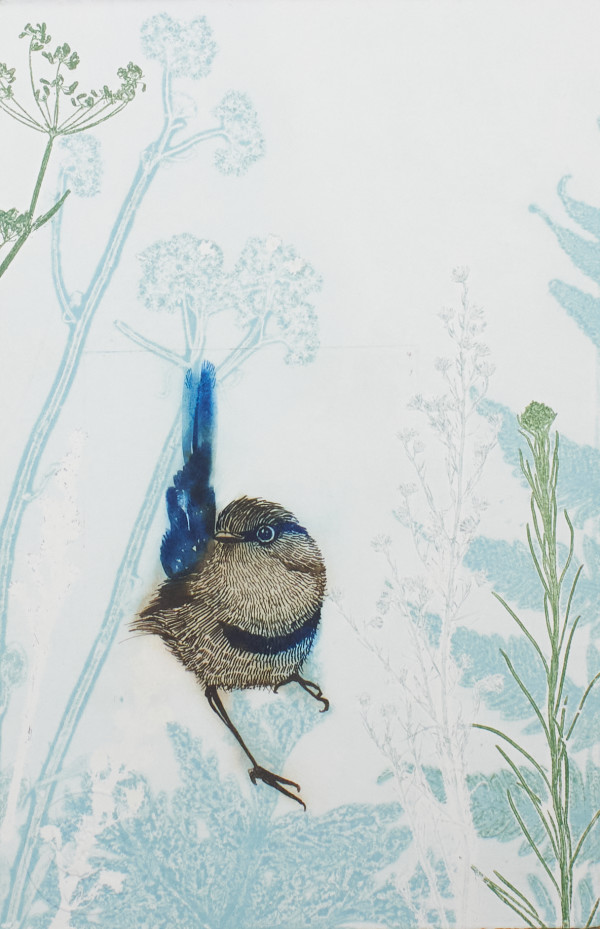 Little Blue Wren, Showing off by Trudy Rice