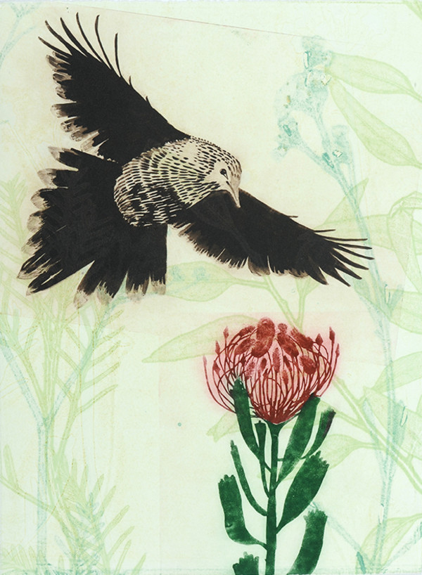 Red Pincushion Protea and flying wattlebird by Trudy Rice