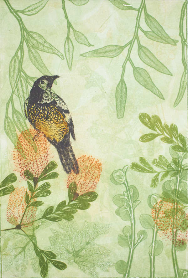 Regent Honeyeater at a Banksia Feast (unframed) by Trudy Rice