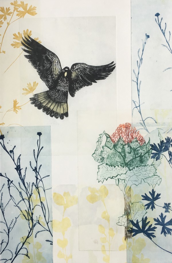 The Majestic Black Cockatoo flying in by Trudy Rice