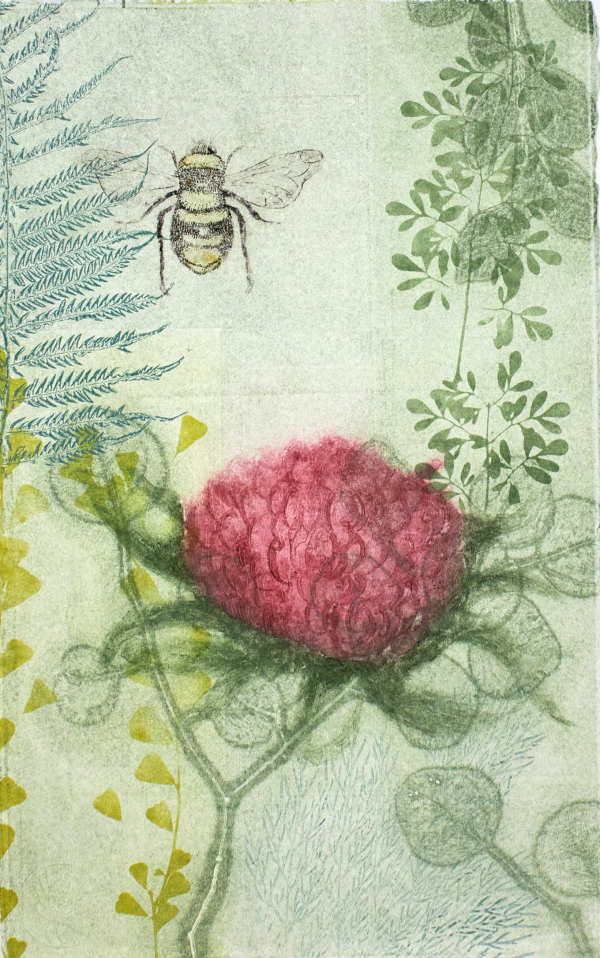 Bumble Bee and Waratah