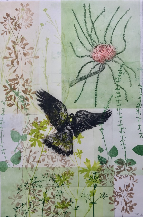 Flying Black Cockatoo and My Favourite Banksia by Trudy Rice
