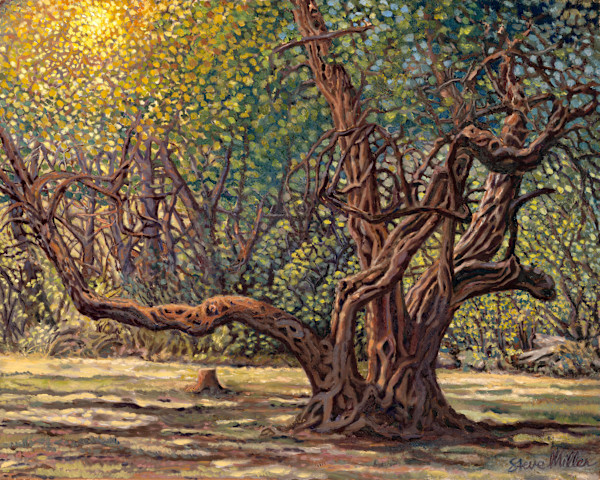 Old Tree aka The Park by Steve Miller, Image 1.