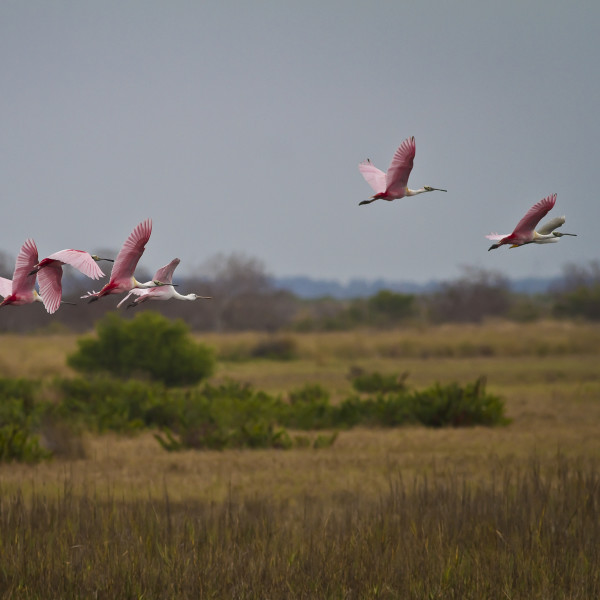 Roseate Spoonbills by Rene Griffith, Image 1.