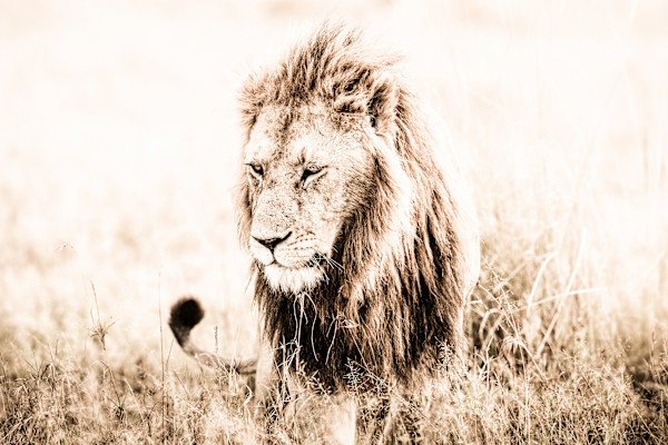 Mara   1/15 42X62" by Guadalupe Laiz | Gallery Space