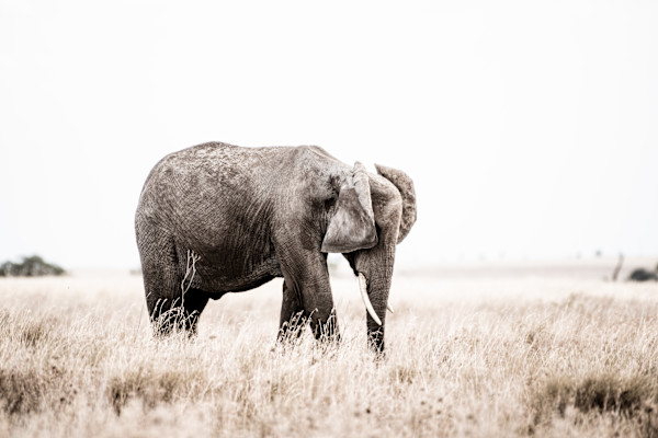 For Marketa II  24X36" 1/12 by Guadalupe Laiz | Gallery Space