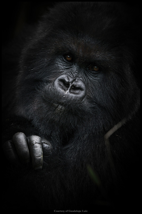 Jelemore 1/12 41X61" by Guadalupe Laiz | Gallery Space