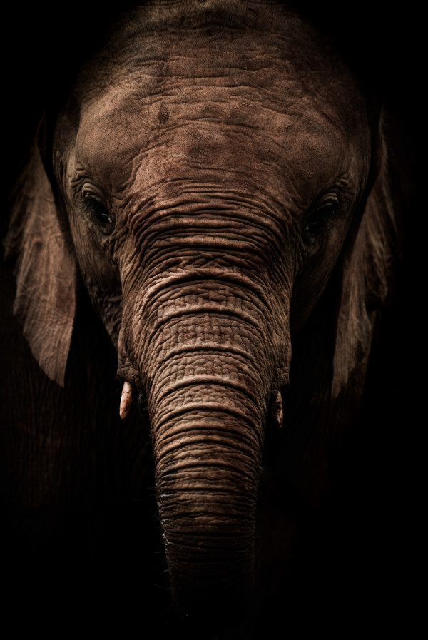 For the Elephants 3/20 by Guadalupe Laiz | Gallery Space