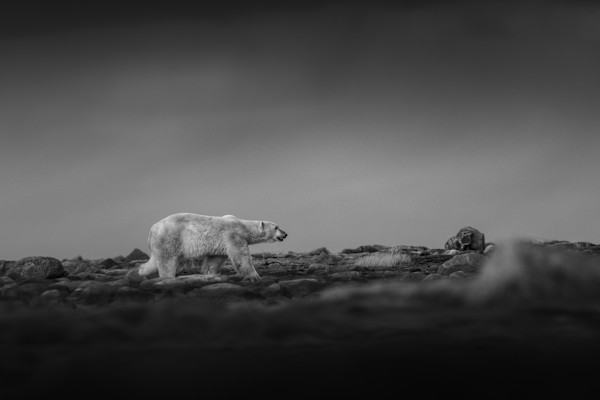 Behind Glass 1/12 by Guadalupe Laiz | Gallery Space