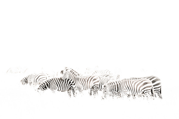 For the Zebras by Guadalupe Laiz | Gallery Space