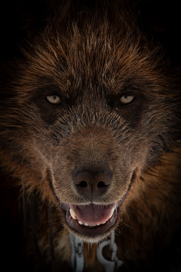 Echoes of the Pack by Guadalupe Laiz | Gallery Space