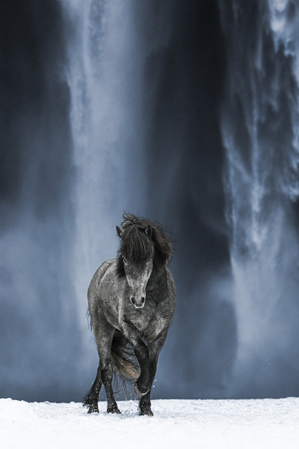 Flannery (Part II) 1/12  40X60" by Guadalupe Laiz | Gallery Space