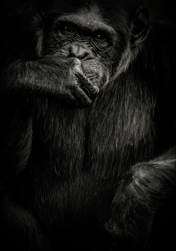 For the Chimps III 1/12 by Guadalupe Laiz | Gallery Space