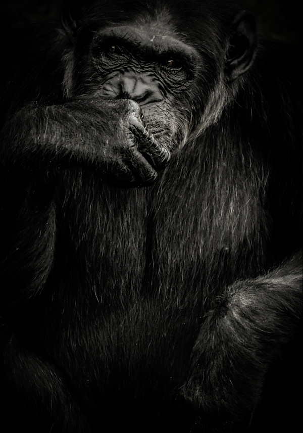 For the Chimps II 1/12 40X60" by Guadalupe Laiz | Gallery Space