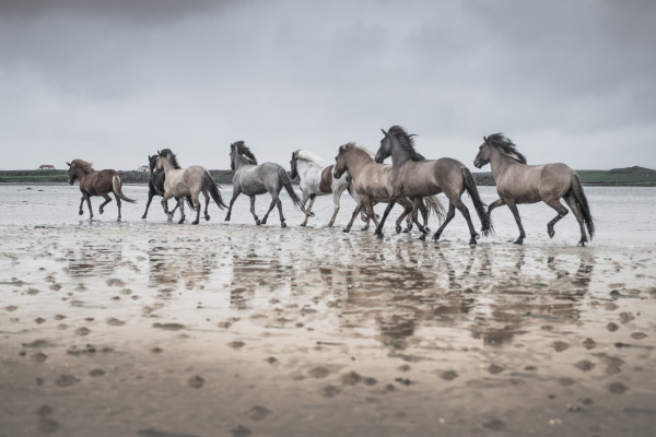 High Horses by Guadalupe Laiz | Gallery Space