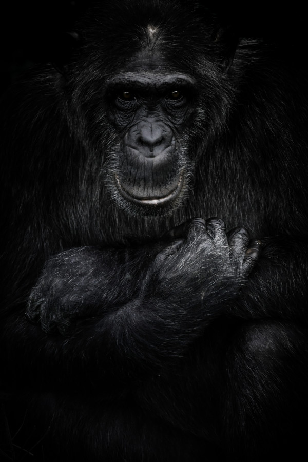 For the Chimps 1/12 by Guadalupe Laiz | Gallery Space