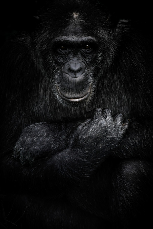 For the Chimps 1/12 25X29" by Guadalupe Laiz | Gallery Space