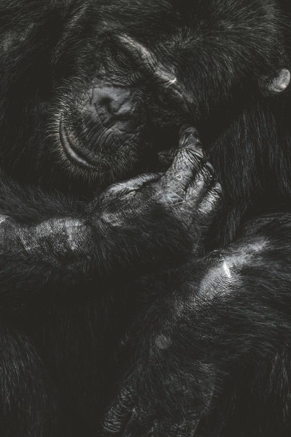 Sleepless night chimp by Guadalupe Laiz | Gallery Space