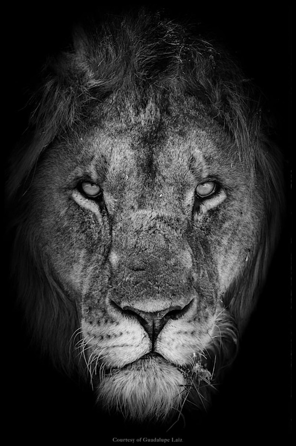 Etosha 3/12 27.5X31.5" by Guadalupe Laiz | Gallery Space