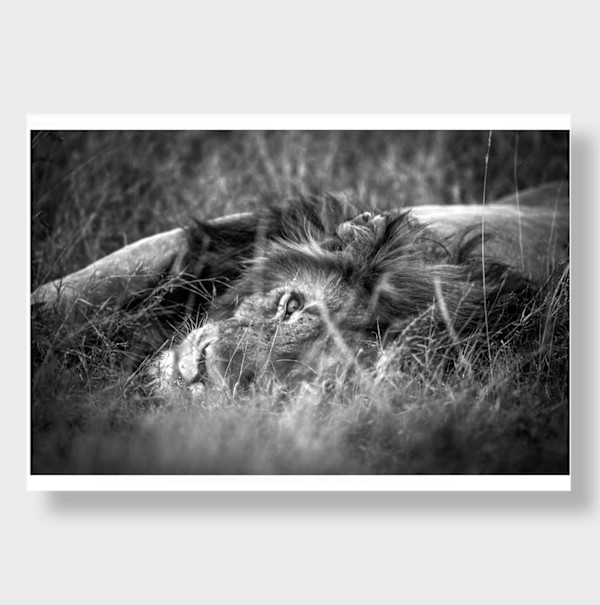 Perfect Darkness 2/12 40X55" by Guadalupe Laiz | Gallery Space