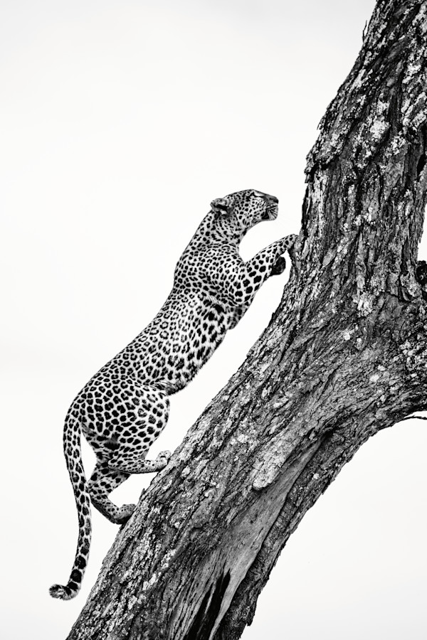 Rush on 2/12 by Guadalupe Laiz | Gallery Space