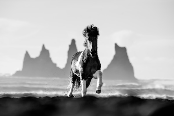 My Favorite faded fantasy  1/12 B&W 63X90" by Guadalupe Laiz | Gallery Space