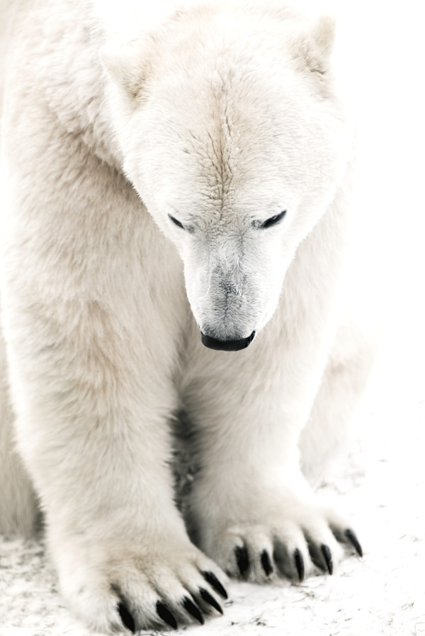 Nanuk 12/12 27.5X31.5" by Guadalupe Laiz | Gallery Space