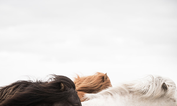 Horses of Iceland 4/20 by Guadalupe Laiz | Gallery Space