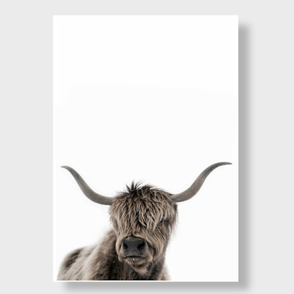 Highland Cattle II 18/20 40X60" by Guadalupe Laiz | Gallery Space