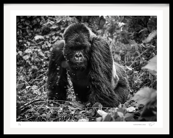 Trusty & True 4/12 64X89" by Guadalupe Laiz | Gallery Space