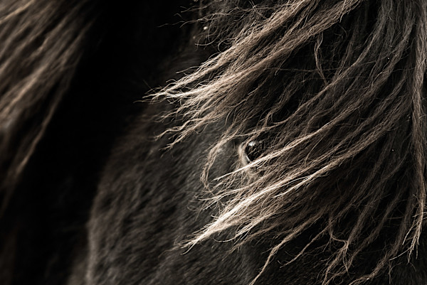 The Watcher 2/20 24X36" by Guadalupe Laiz | Gallery Space