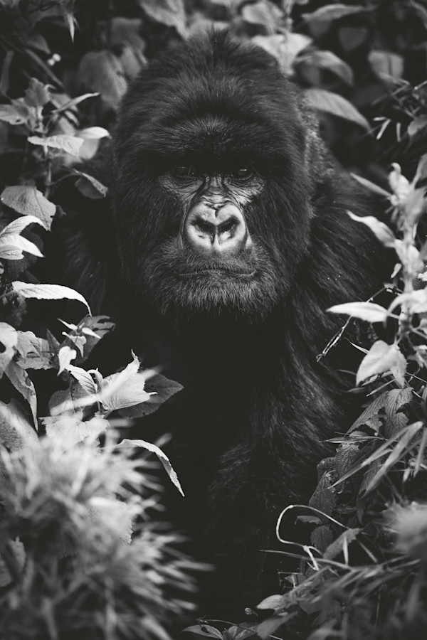 My reflection 1/12 24X36" by Guadalupe Laiz | Gallery Space