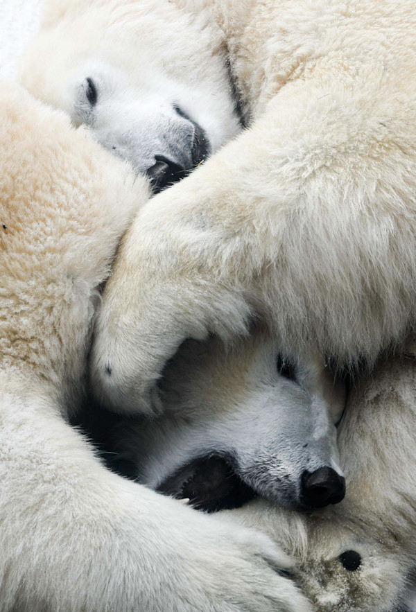 Nanuk II 9/20 24X36" by Guadalupe Laiz | Gallery Space