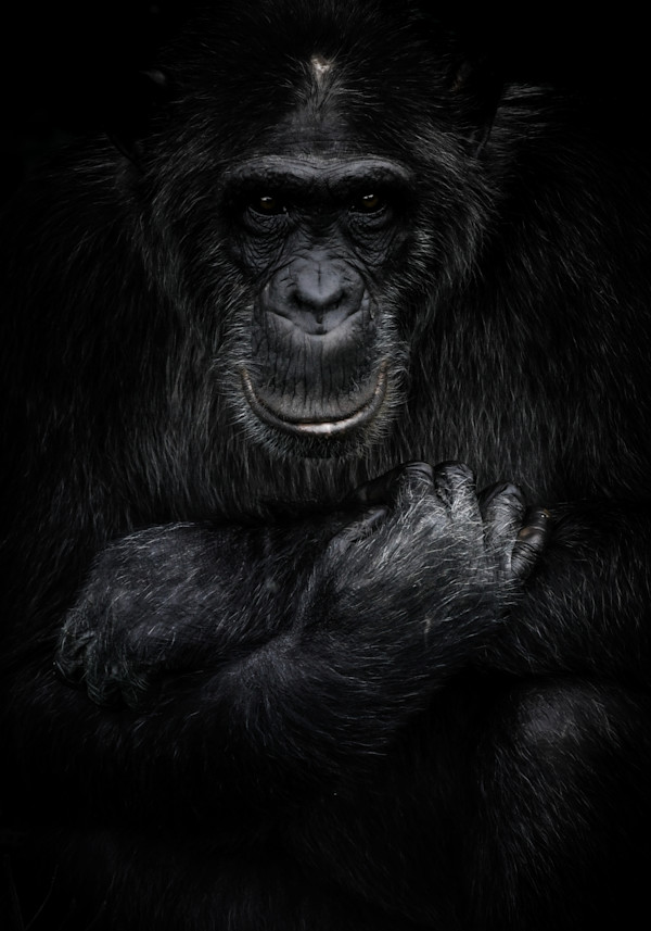 For the Chimps 1/12 24X36" by Guadalupe Laiz | Gallery Space