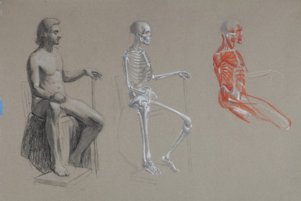Anatomical study by Phil Went