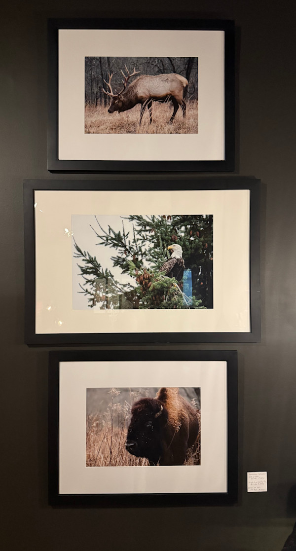 Elk at Land Between the Lakes  |  Framed by Jonathan Wheeler, Image 1.