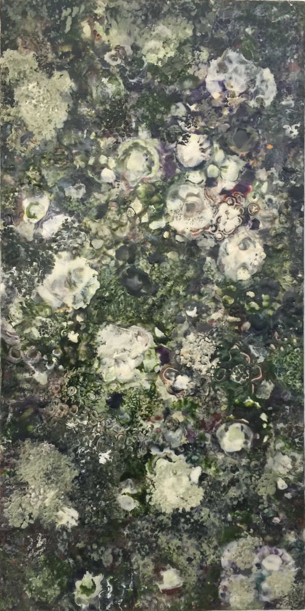 Cladonia by Marilyn Banner