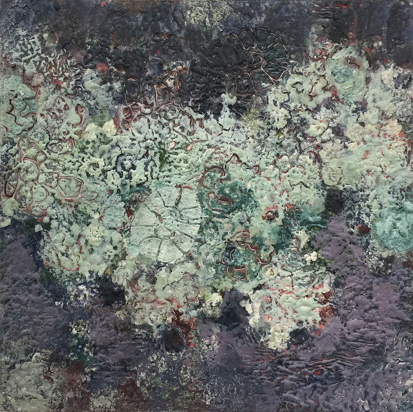 Lecanora by Marilyn Banner