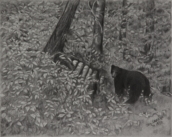 Black Bear by Carol Zirkle