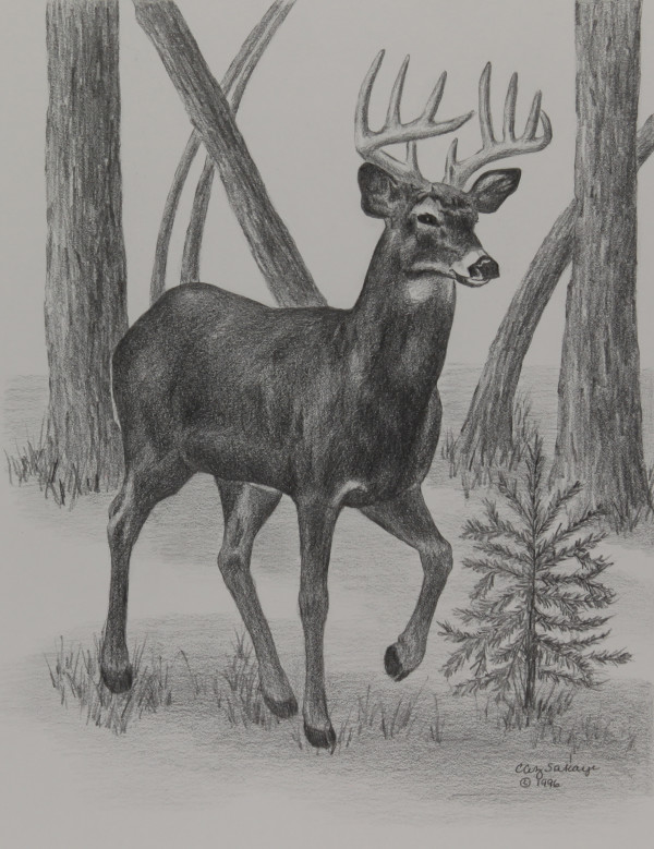 Whitetail Deer by Carol Zirkle