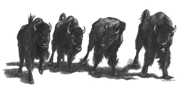 Four Buffalo by Carol Zirkle