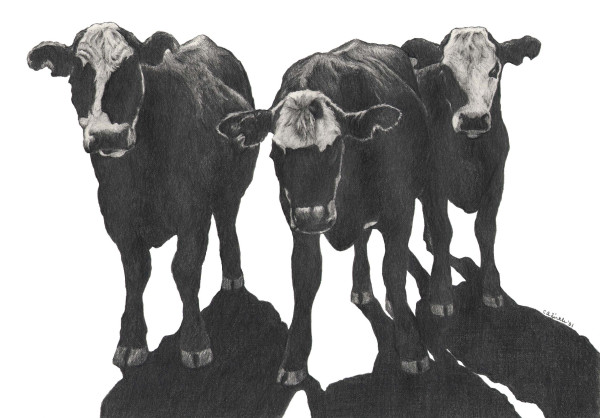 Three Cows by Carol Zirkle