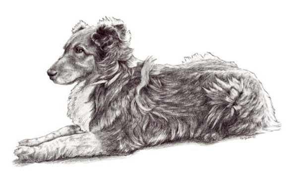Dezba Keeping Watch by Carol Zirkle