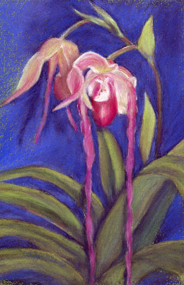 Orchid I by Carol Zirkle
