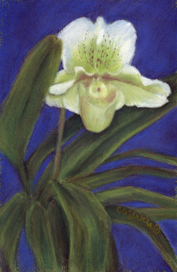 Orchid III by Carol Zirkle
