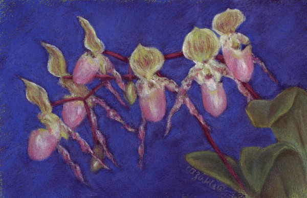 Orchid IV by Carol Zirkle